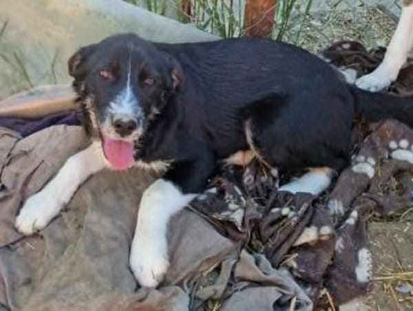 Toffy, kleines Hundemädchen sucht