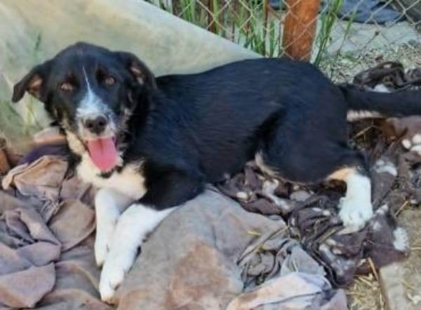 Toffy, kleines Hundemädchen sucht