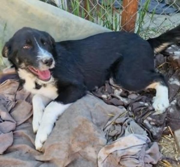 Toffy, kleines Hundemädchen sucht