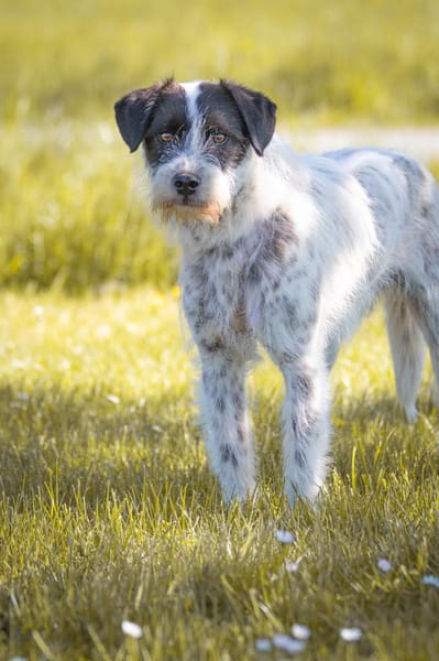 Linus