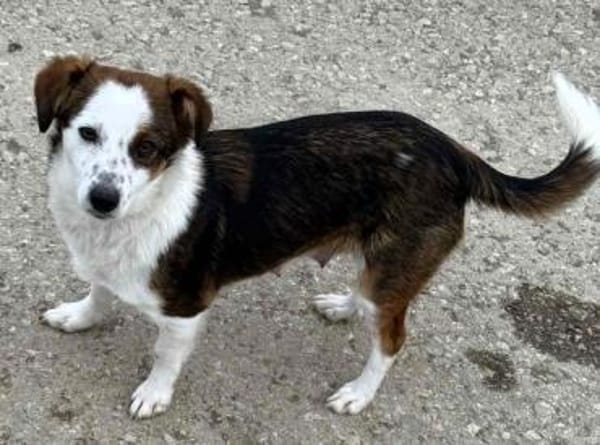 Puppy - freundlich und verspielt