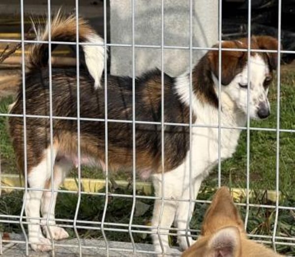 Puppy - freundlich und verspielt