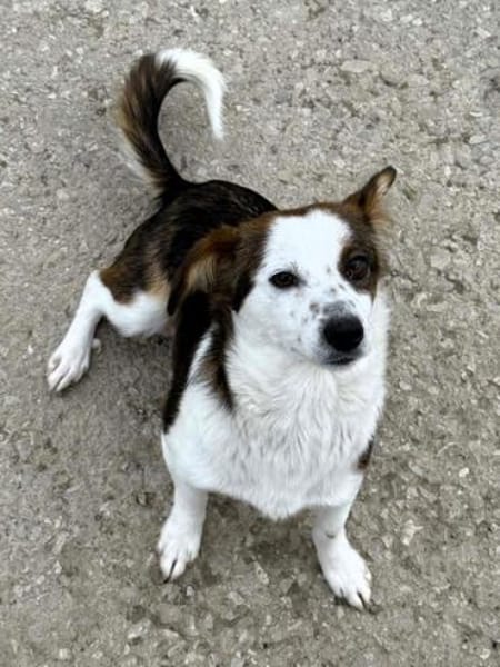 Puppy - freundlich und verspielt