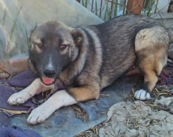 Timi, kleiner Hundemann sucht Zuhause