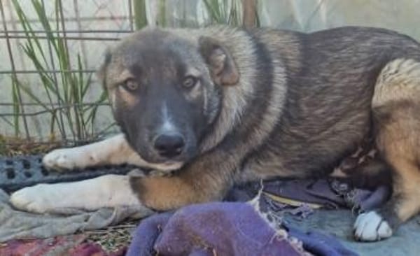 Timi, kleiner Hundemann sucht Zuhause