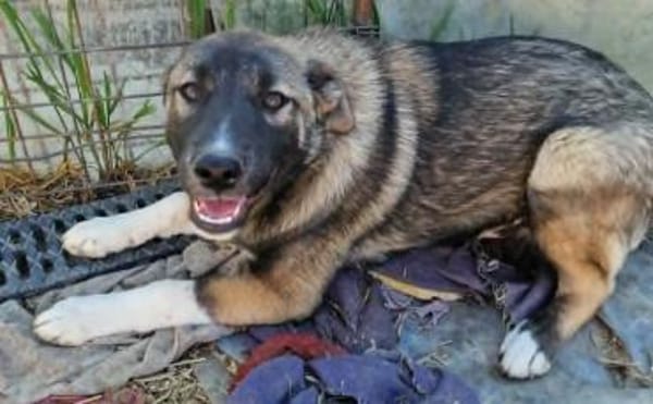 Timi, kleiner Hundemann sucht Zuhause