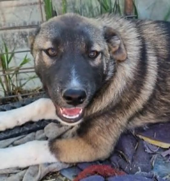 Timi, kleiner Hundemann sucht Zuhause