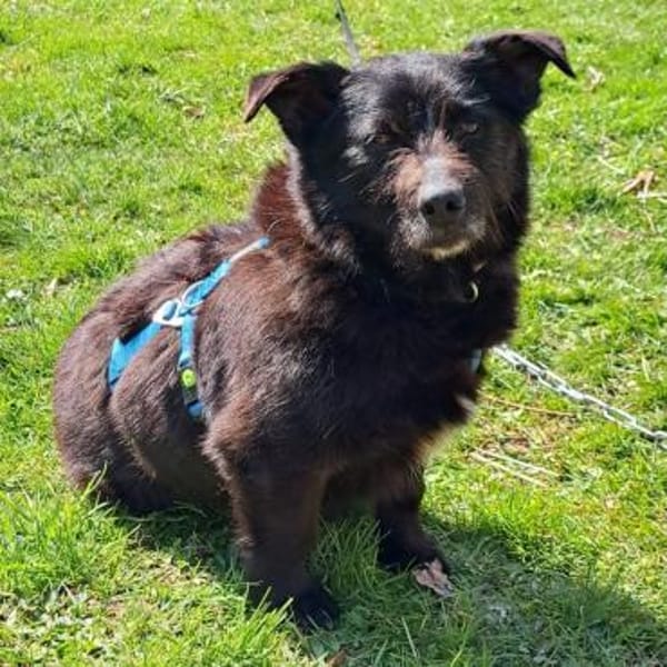 Pumba ❤Senior wartet in 79271 St. Peter