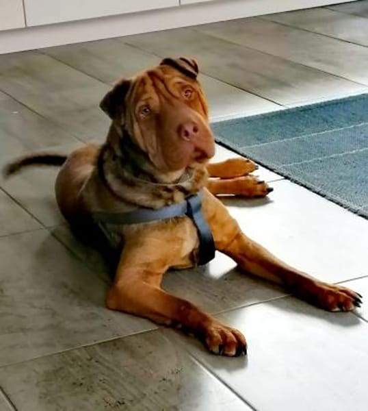 Bazsi, lieber Shar Pei Mischling