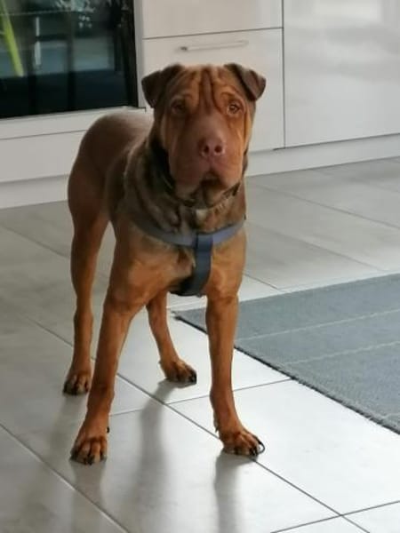 Bazsi, lieber Shar Pei Mischling
