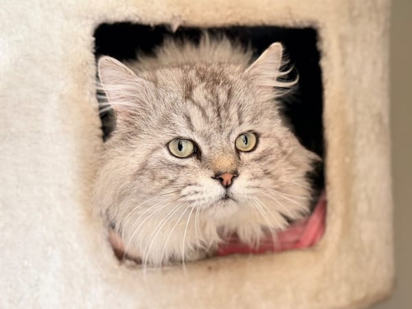 SWAROWSKY (FIV+)