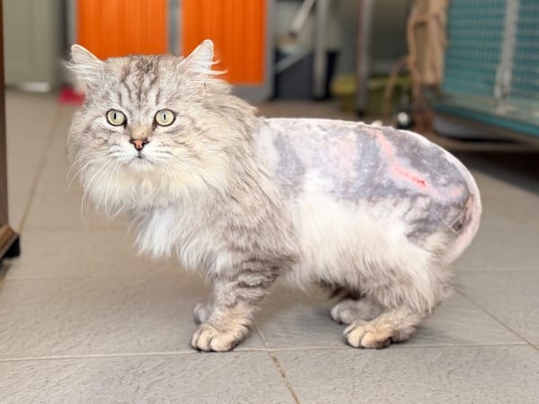 SWAROWSKY (FIV+)