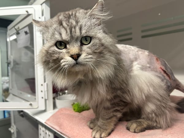 SWAROWSKY (FIV+)