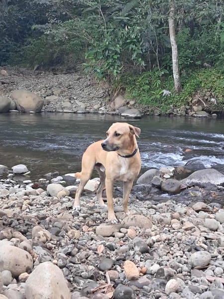 AIKO, un bonheur de chien