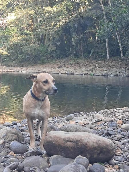 AIKO, un bonheur de chien