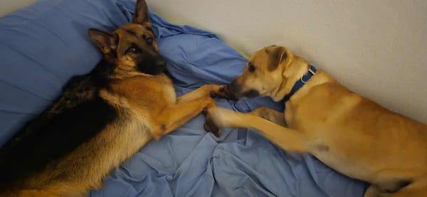AIKO, un bonheur de chien