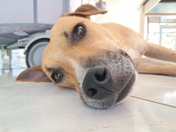 AIKO, un bonheur de chien