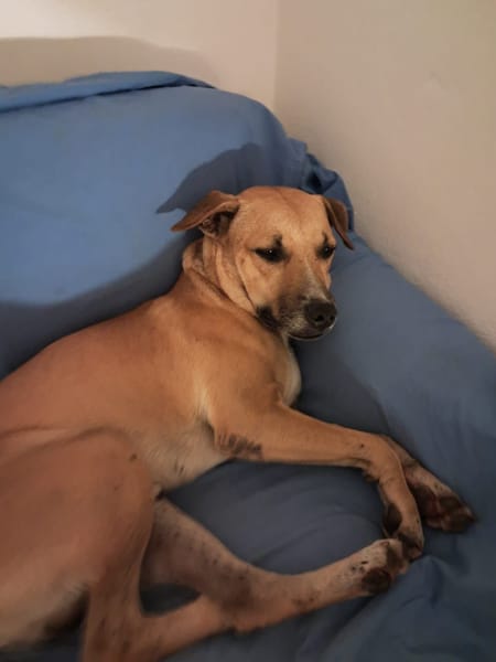 AIKO, un bonheur de chien