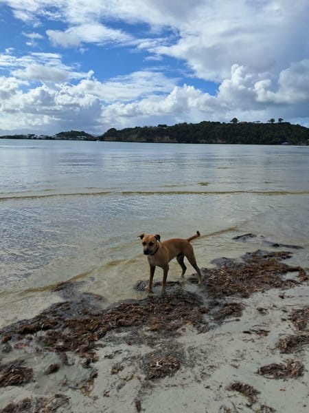 AIKO, un bonheur de chien