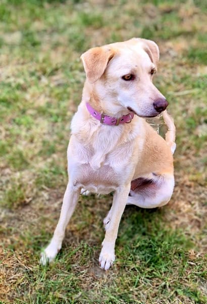 Suzie la belle et douce louloute