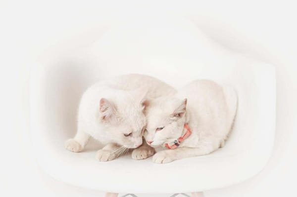 MIMI et TOTO