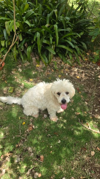 Loulou le foufou