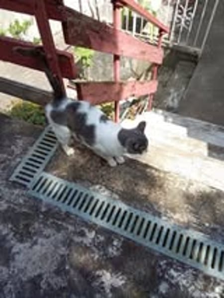 MINETTE