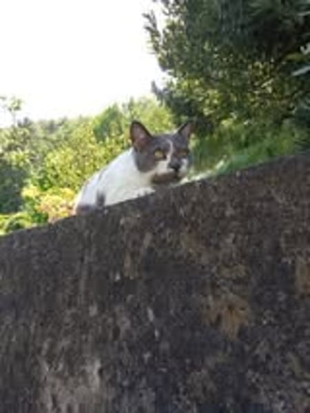 MINETTE