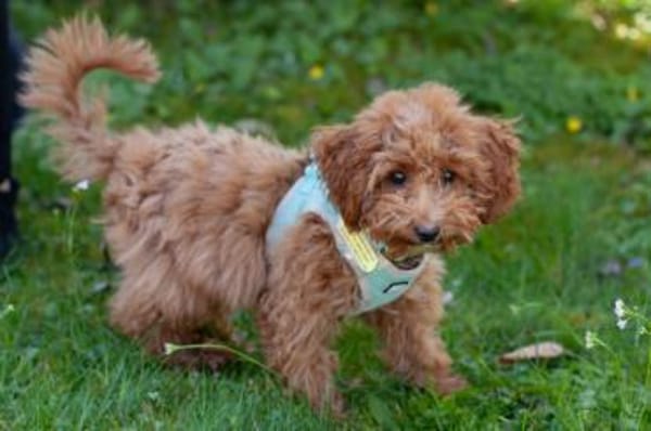FILLY, quirliges Hundekind