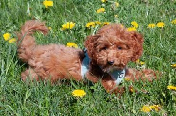 FILLY, quirliges Hundekind