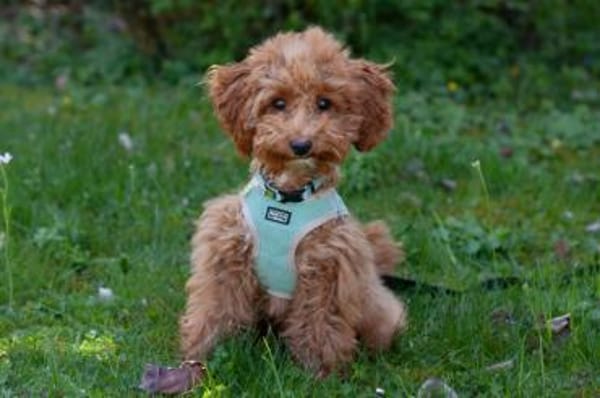 FILLY, quirliges Hundekind