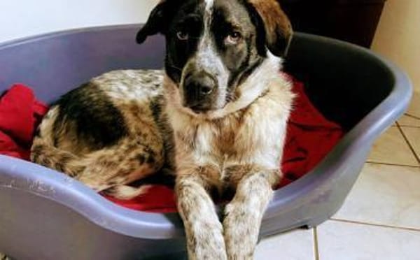 Bubbi sucht ein neues Zuhause