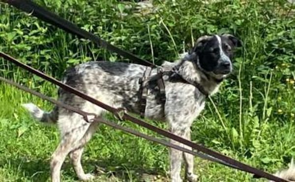 Bubbi sucht ein neues Zuhause
