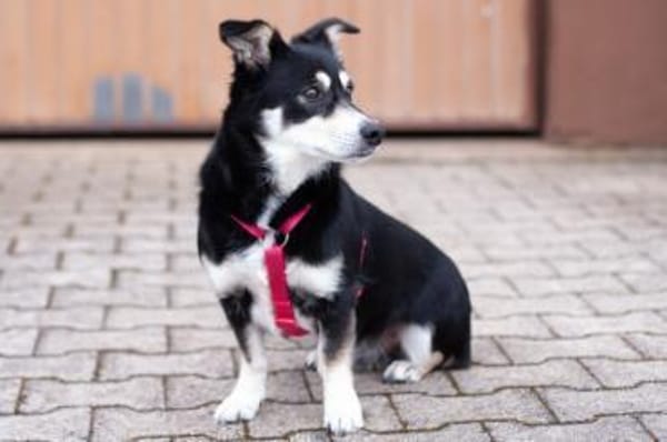 JESSYMAUS, liebenswertes Hundemädchen