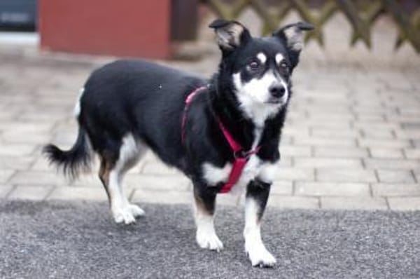 JESSYMAUS, liebenswertes Hundemädchen