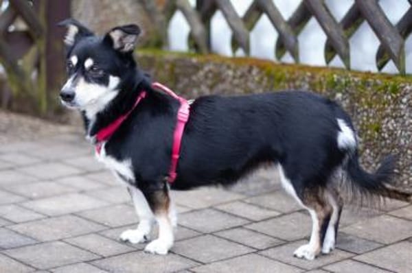 JESSYMAUS, liebenswertes Hundemädchen