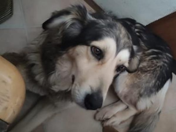 ❤Runa...sucht ihr Glück...🍀