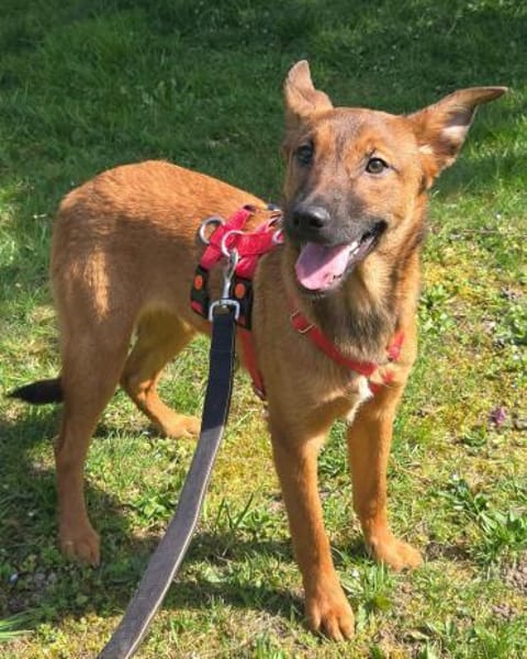 Harlow - Bezauberndes Hundemädchen
