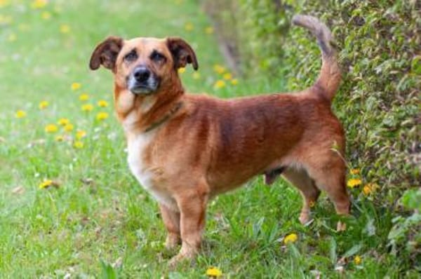 BAMBI, charmanter Herzensbrecher