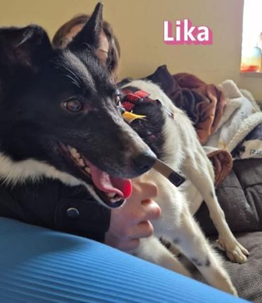 Vermittlungshilfe Lika; Unternesselbach