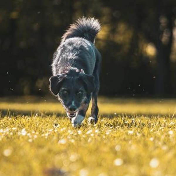 Odin - loyaler Sportler