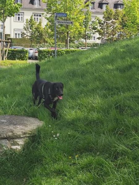 Soziale Auri W 12.24 sucht neues Jagdrev