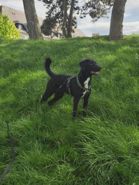 Soziale Auri W 12.24 sucht neues Jagdrev