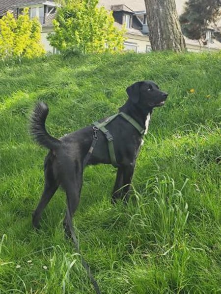 Soziale Auri W 12.24 sucht neues Jagdrev