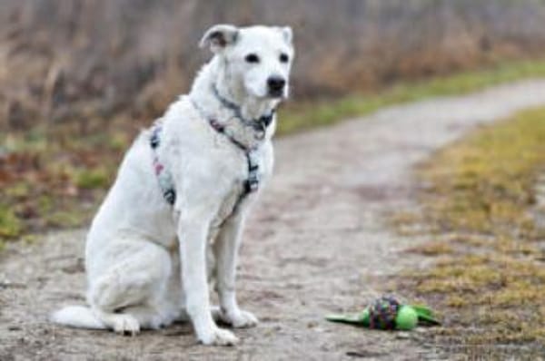 LINNY - zauberhafte Hundeseniorin