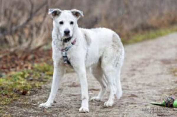 LINNY - zauberhafte Hundeseniorin