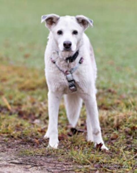 LINNY - zauberhafte Hundeseniorin