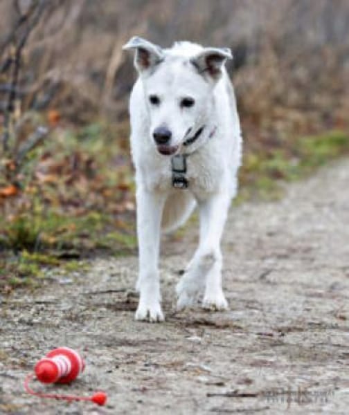 LINNY - zauberhafte Hundeseniorin