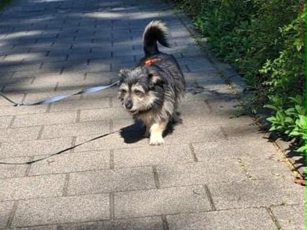 lieber kleiner Janosch auf PS 90562