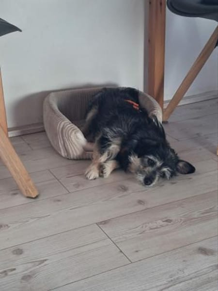 lieber kleiner Janosch auf PS 90562